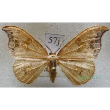 Sabra harpagula (Esper, 1786) male Wycinka puginałówka Czech57j